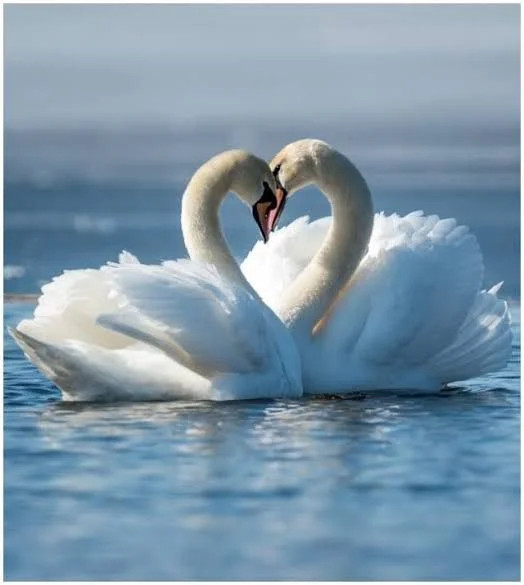 LIBERTY: The Dove and the Swan