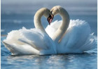 LIBERTY: The Dove and the Swan