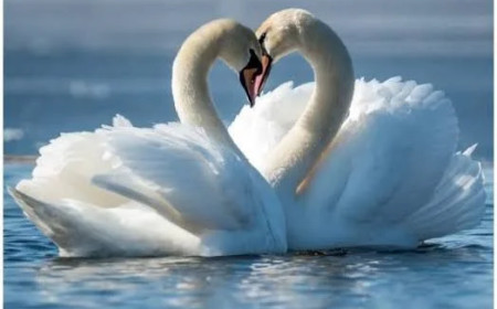 LIBERTY: The Dove and the Swan